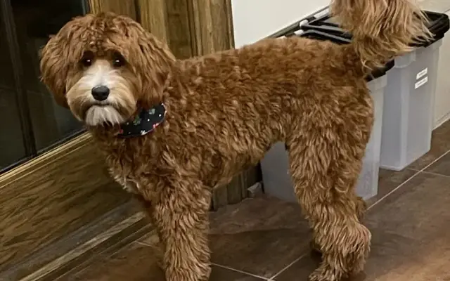 Laura's Pet Grooming in Dansville, NY