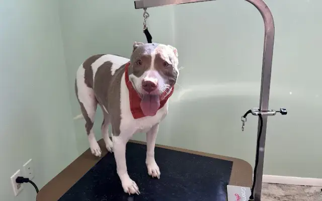 Top Dog Grooming in Milford, CT