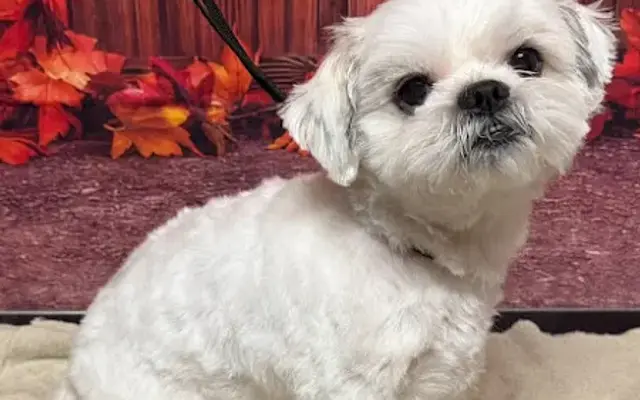 FurNannys Dog grooming and Petsitting in Monroe, NC