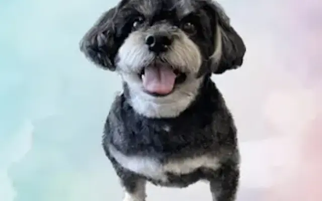 Pawlished by Megan in Easthampton, MA
