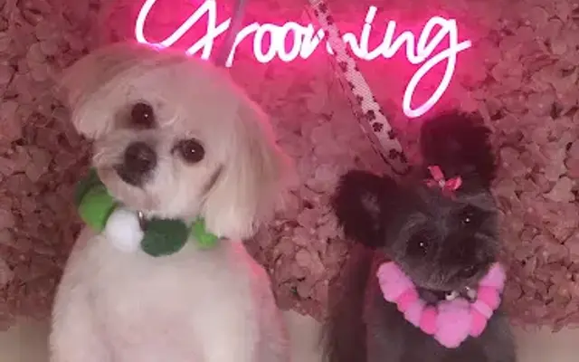 Grace’s Grooming in Lilburn, GA