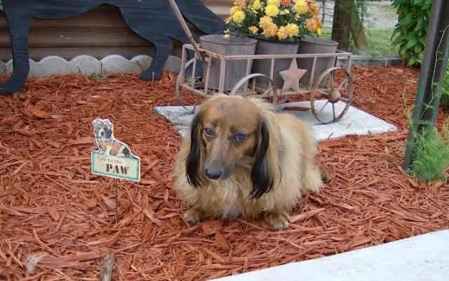 Country Critters Pet Salon in Bushnell, FL