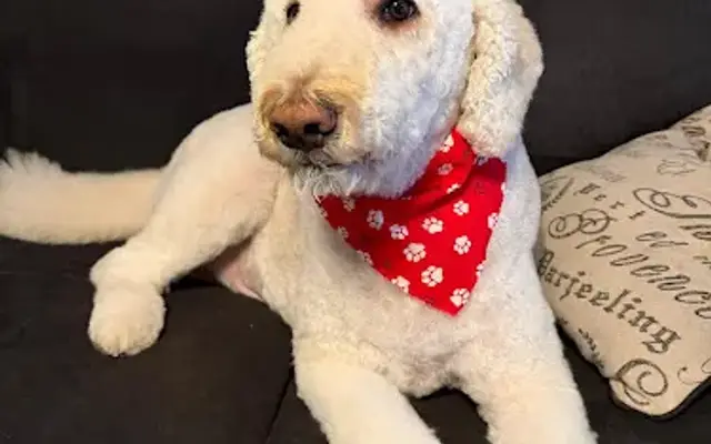 Petmasters in Summerville, SC