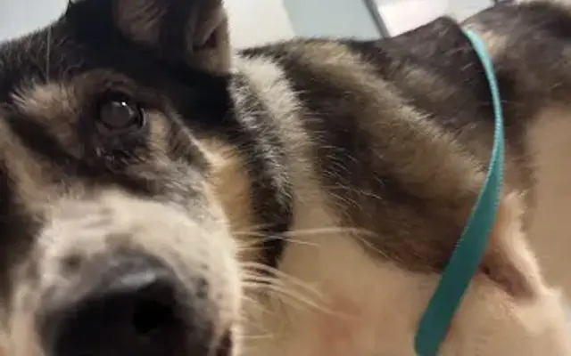 Stonecrest Animal Hospital in Phoenix, AZ