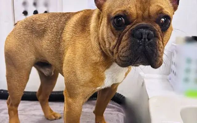 Fritzy's Pet Care Pros in Upland, CA