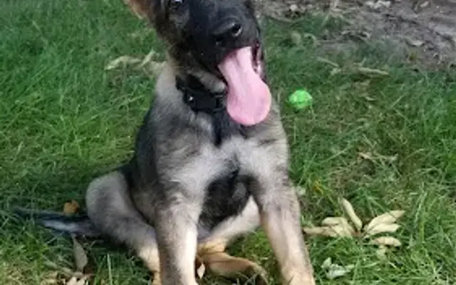 K-9 Estates in Mattoon, IL
