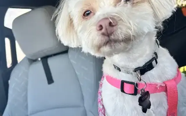 PetSmart Grooming in Middletown, DE