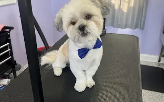 Barks & Bubbles Dog Salon in Midland, TX