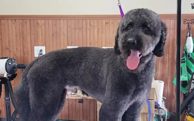 Geared to the Heart Dog Grooming in Wooster, OH