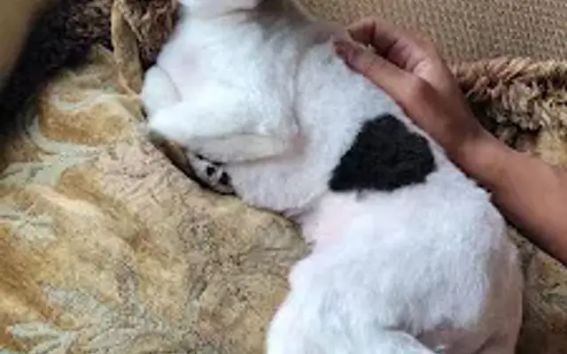 Cozy Paws Dog Grooming in Waconia, MN