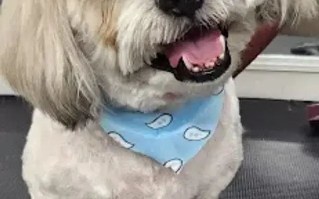 Milo''s Mobile Dog Grooming in Miami, FL