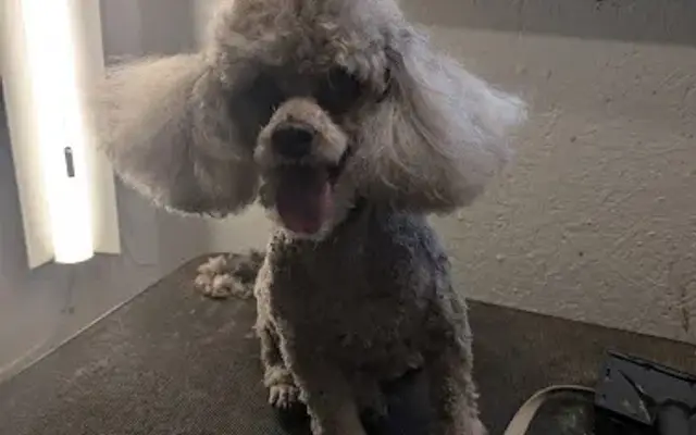 June's Pet Grooming in Byron, MI