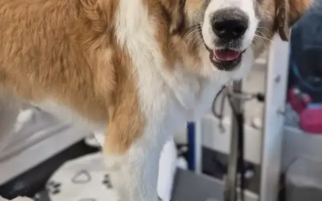 WOWZA LLC. Cat & Dog Mobile Salon in Westmont, IL