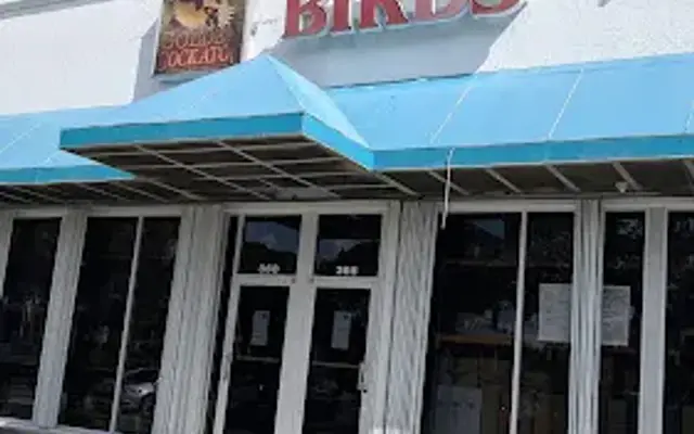 Golden Cockatoo in Deerfield Beach, FL