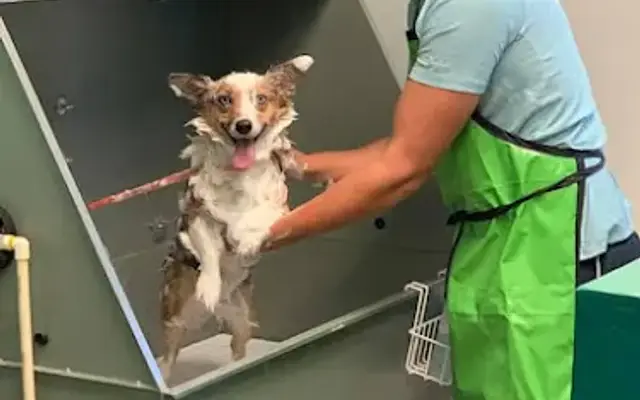 Critter Cleaners in Houston, TX