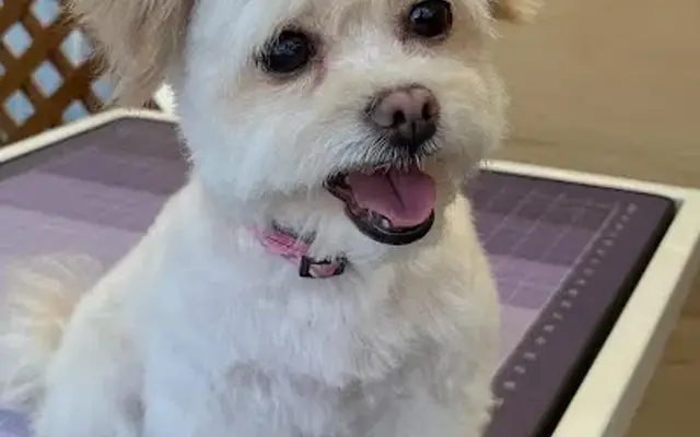 A Paws Life Grooming in Baldwin Park, CA