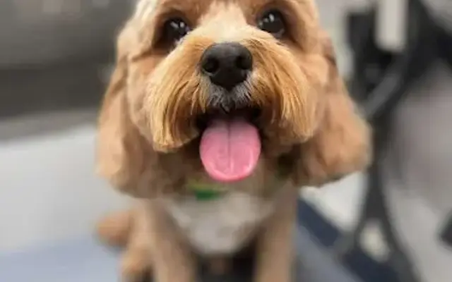 Dali Pet Grooming in Brooklyn, NY