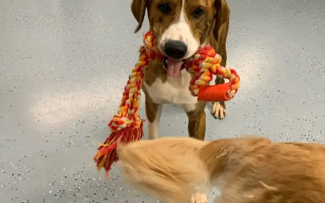 Watch My Wag in Southern Pines, NC