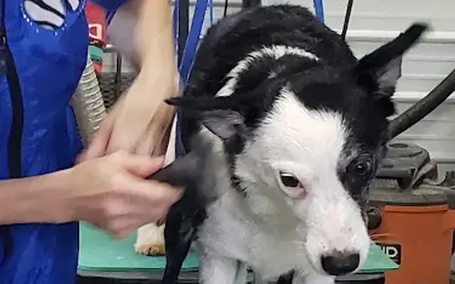 PetBrite Dog Grooming Salon in Cochecton, NY