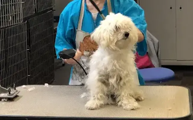 Best Friends Grooming in Daly City, CA