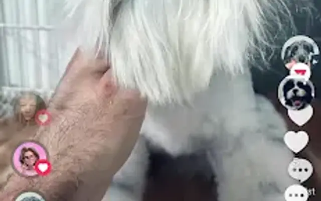 Poochi's Pet Salon in Altamonte Springs, FL