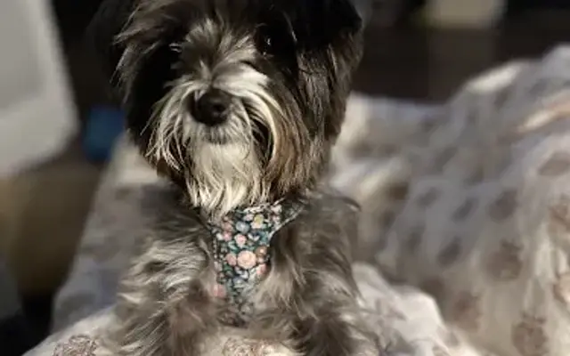 Debbie's Grooming & Pet Boarding in Wappingers Falls, NY