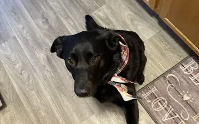 Dirty Paws Mobile Grooming in Rochester, MN