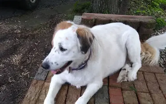 PetSmart Grooming in Rock Hill, SC
