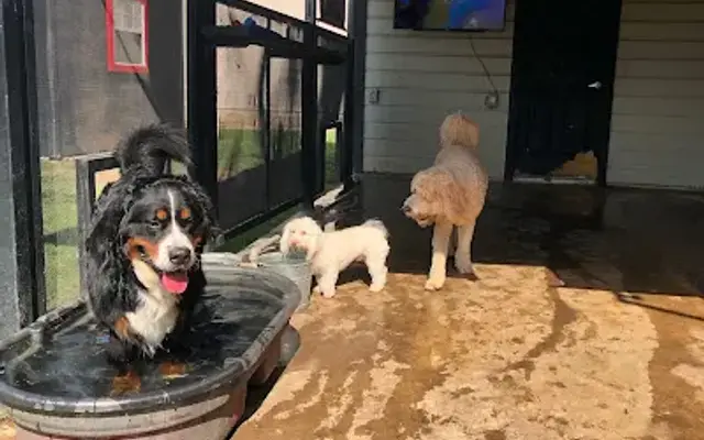 Furry Guys Pet Care in Frisco, TX