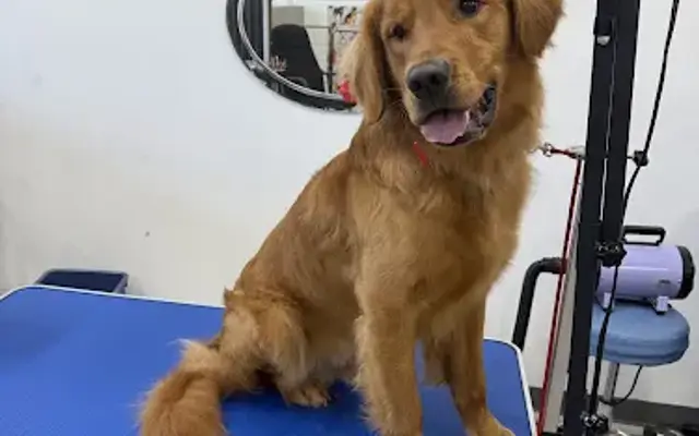 Dogwood Pet Spa,Doggy DayCare & Boarding in Roxboro, NC