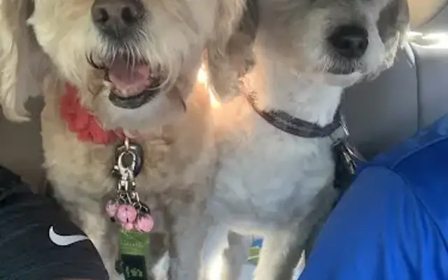 Posh Paws Mobile Grooming in Lafayette Hill, PA