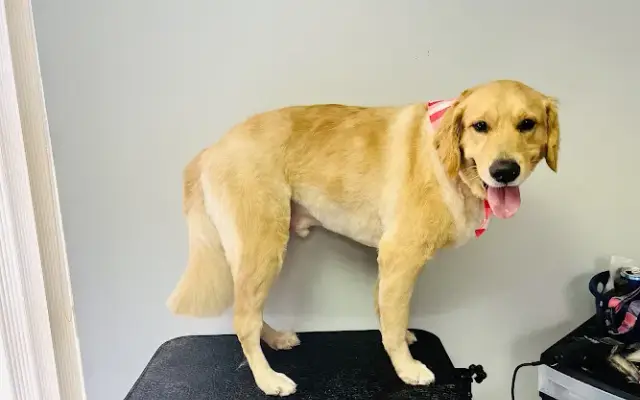 Pooch Parlor in Covington, TN