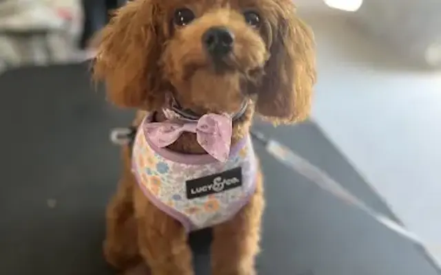 The Rolling Paws Sisters Grooming Co in Powhatan, VA