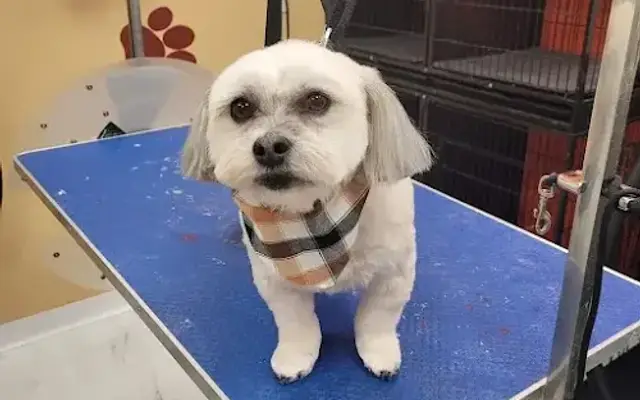 Emie's Paw Spa LLC in Queensbury, NY