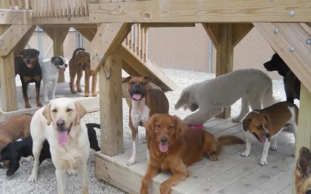 Shag Bark Pet Retreat & Spa in Antioch, IL