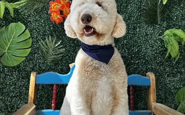 Bonee dog grooming & pet boutique. in Canutillo, TX