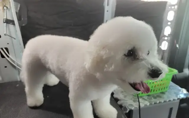 Christine's mobile grooming in Hiram, GA