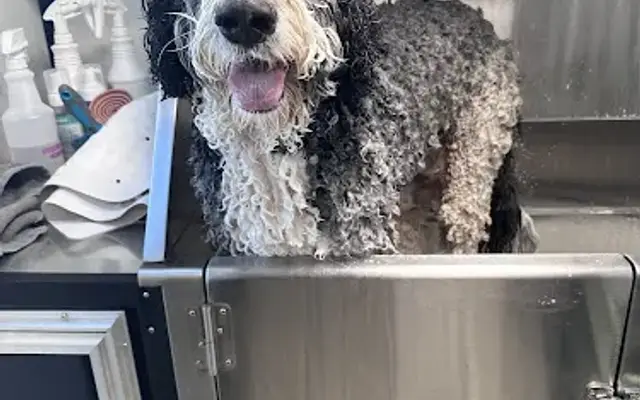 Pup Town Grooming in South Lyon, MI