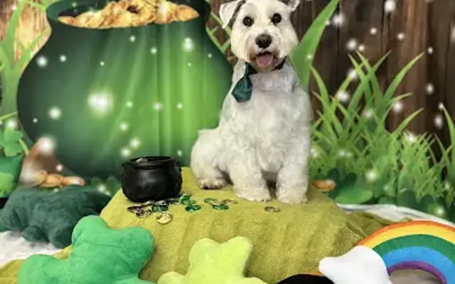 Harbor Dog Pet Spa LLC in Palm Harbor, FL