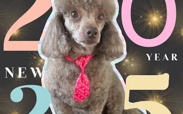 Pet Fête Grooming in North Ridgeville, OH