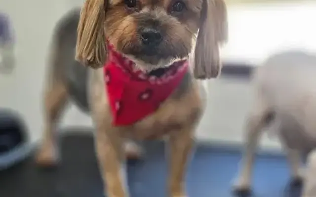 Sarahs Mobile Pet Salon in Monroe, GA