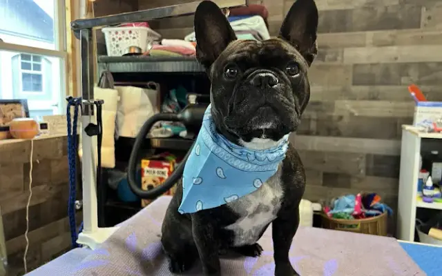 Zen Den Pet Spa in Belchertown, MA
