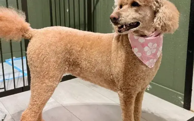 Hair of the Dog Grooming in Arkadelphia, AR