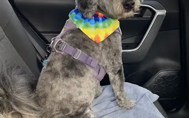 Kathy the Groomer in Northampton, MA