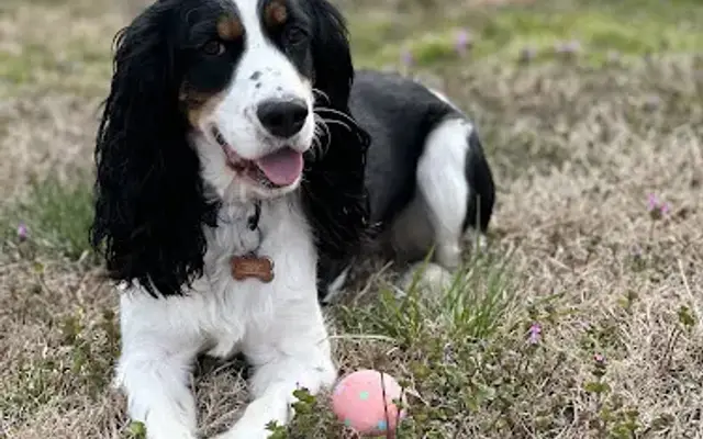 Yappy Hour Pet Resort Groom and Board in Horton, AL
