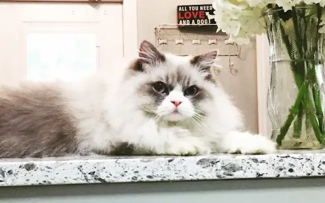 Three Rivers Animal Hospital in Covington, LA