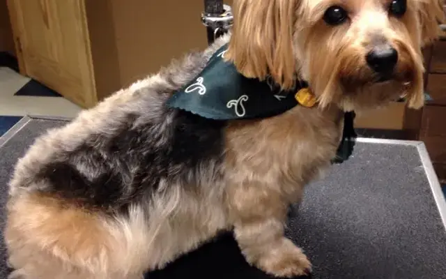 Petopia Animal Wellness Spa and Salon in Bemidji, MN