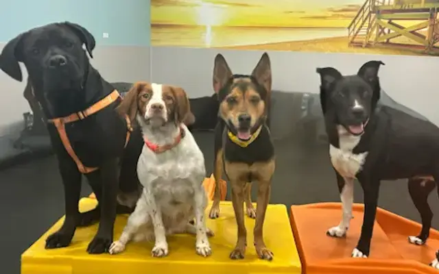 Dogtopia of Hillsboro in Hillsboro, OR