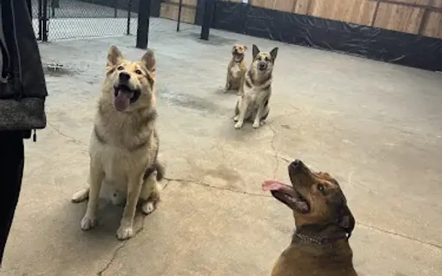 Barnyard Dogs Daycare and Boarding LLC in Lake Stevens, WA