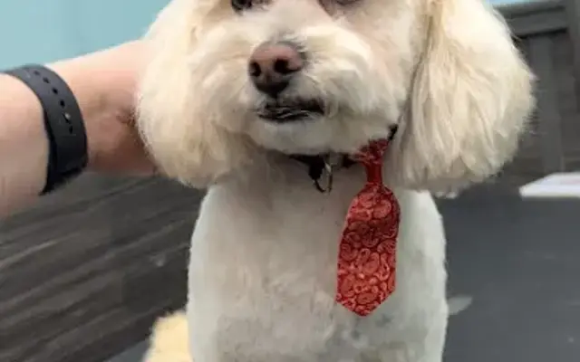 Pet Supplies Plus Chili Grooming in Rochester, NY
